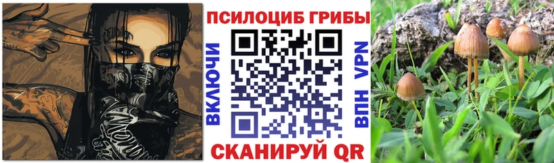 blacksprut онион  где продают   Тайга  Псилоцибиновые грибы Magic Shrooms 